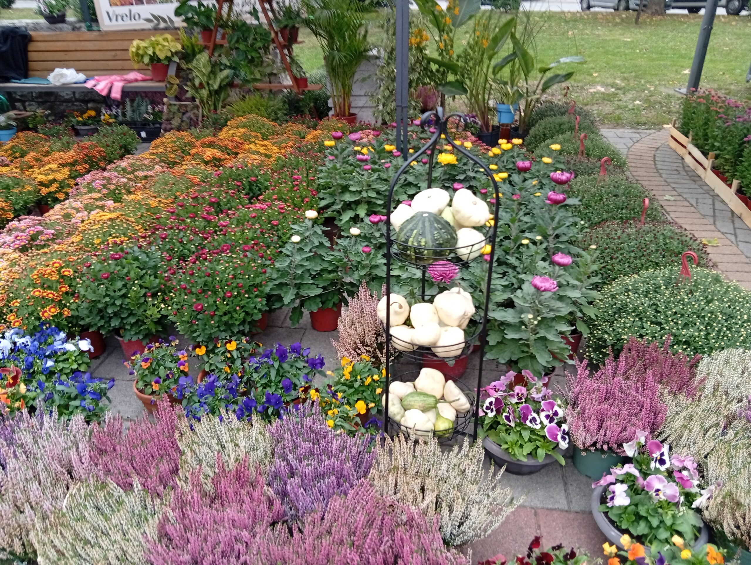 Počela izložba jesenjeg cveća